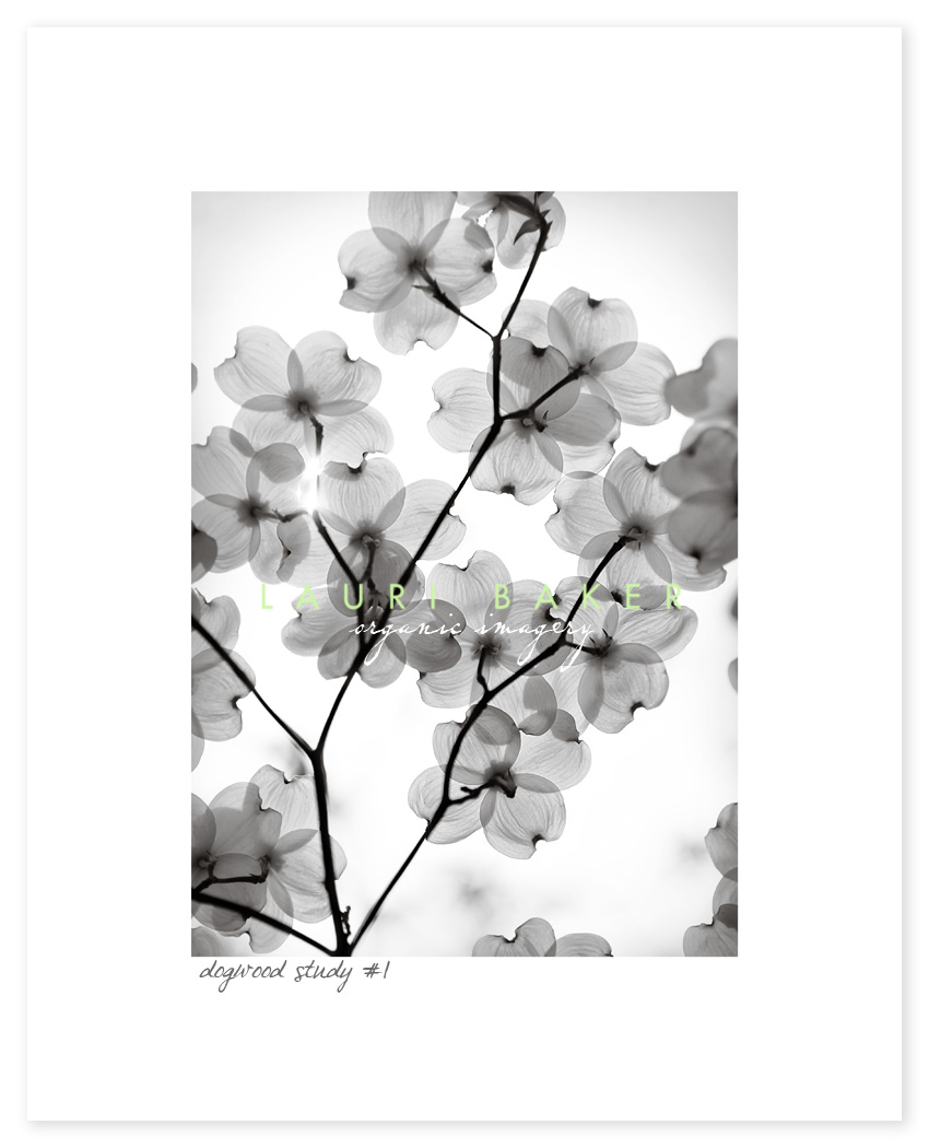 Dogwood+blossom+meaning